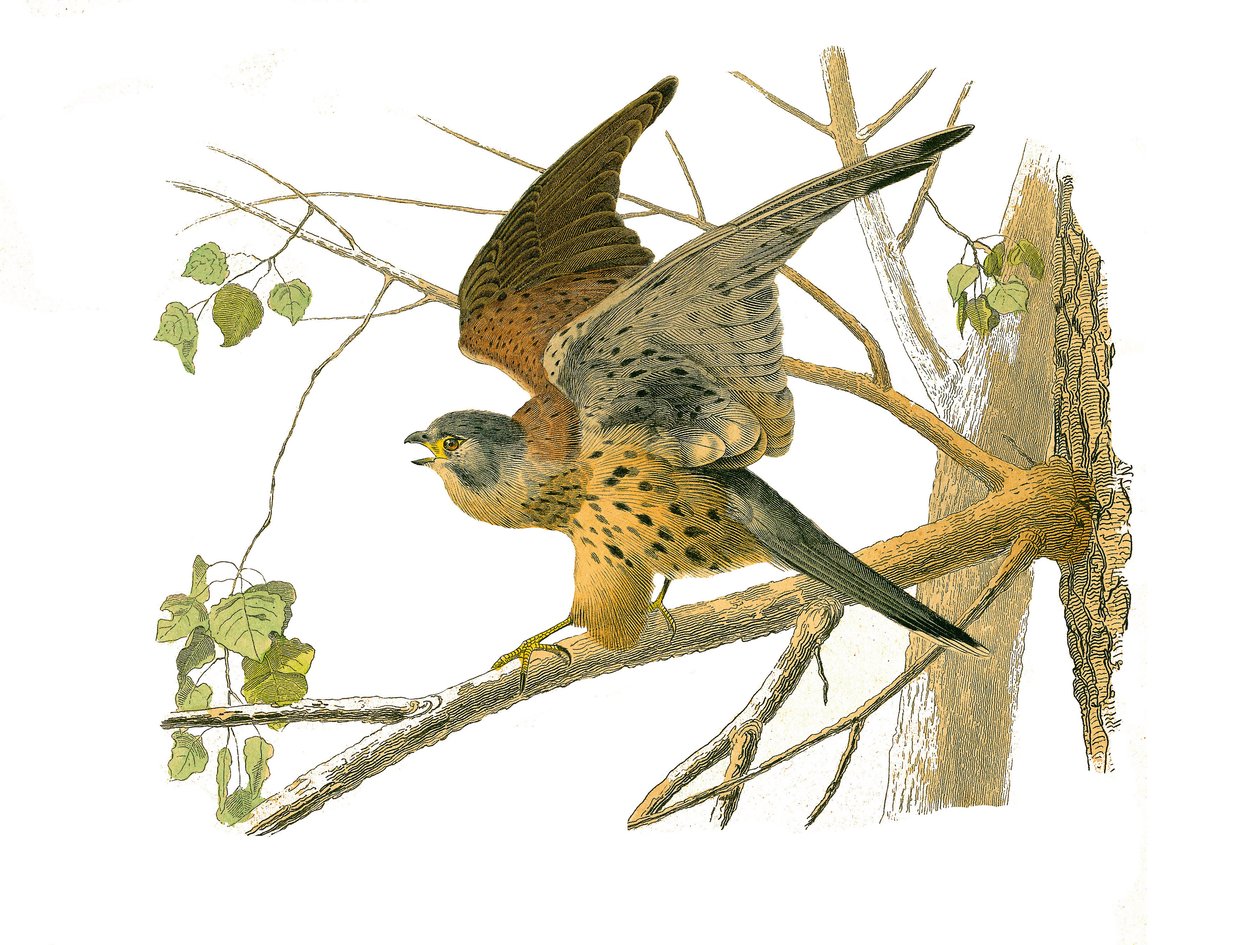 Natuurhistorische plaat: Zoölogische plaat die nachtroofvogels voorstelt. De cress. Plaat getekend uit de negen delen over vogels in 