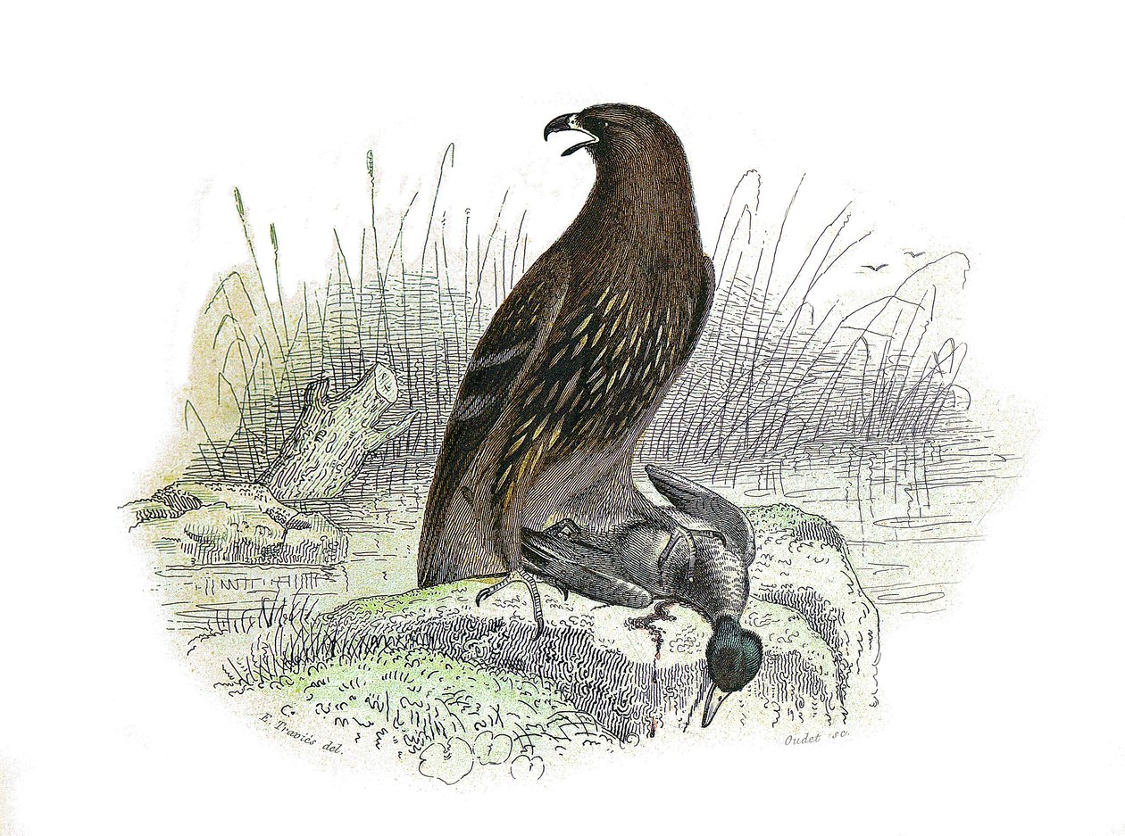 Natuurhistorische plaat: Zoologische plaat die roofvogels 