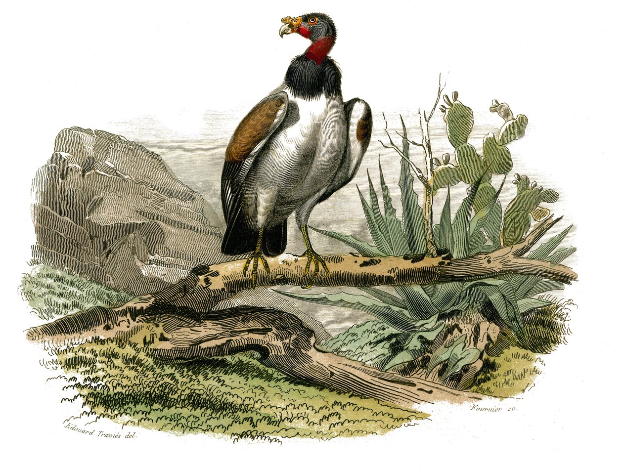 Natuurhistorisch bord: Zoologisch bord met nachtroofvogels. De kleine gier. Plaat uit de negen delen over vogels in 