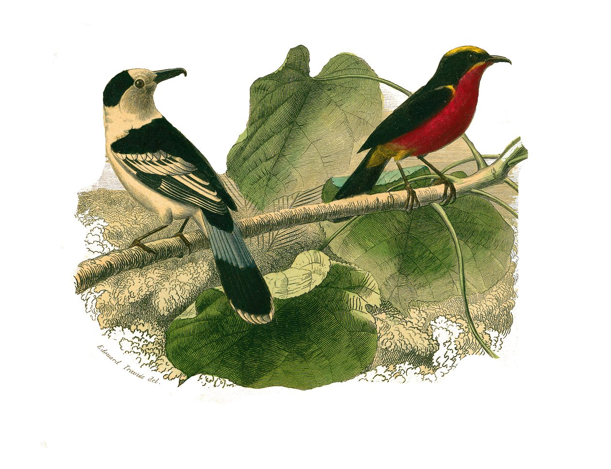 Natuurhistorische plaat: Zoölogische plaat die roofvogels in de nacht toont. De vanga en de gonolek. Plaat getekend uit de negen delen over vogels in 