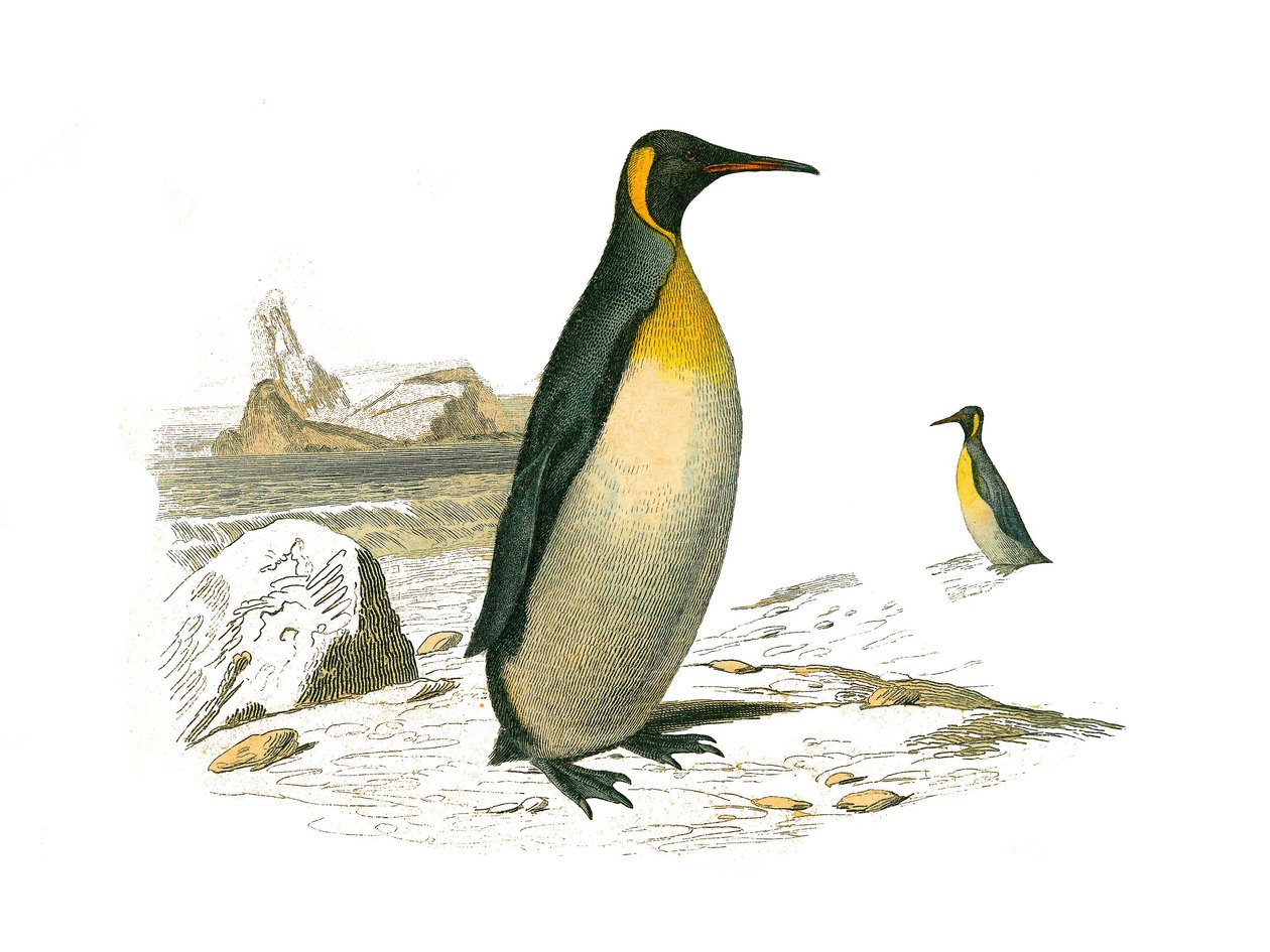 Zoologische plaat met brachyptere palmbomen (duikvogels). De grote. Illustratie uit 