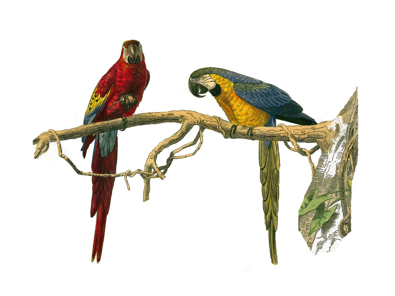 Natuurhistorisch bord: Zoologisch bord met klimmers. Rode ara en blauwe ara. Plaat getekend uit de negen delen over vogels in 