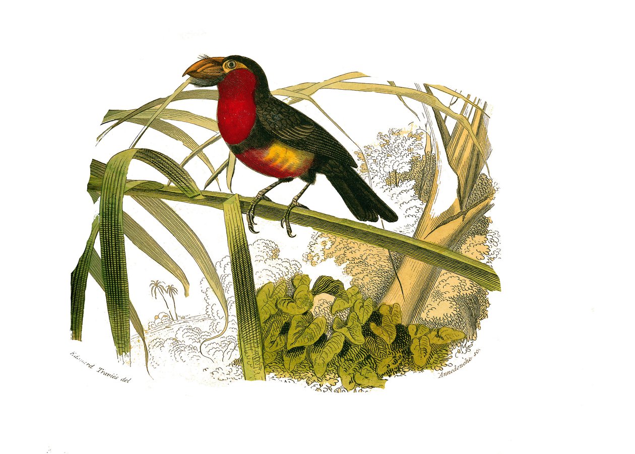 Natuurhistorische plaat: Zoologische plaat die klimmers voorstelt. De barbican. Plaat getekend uit de negen delen over vogels in 