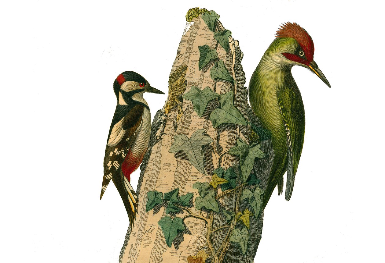 Natuurhistorische plaat: Zoologische plaat die klimmers voorstelt. De specht en de groene specht hebben een rode kop (groene specht). Plaat getekend uit de negen delen over vogels in 