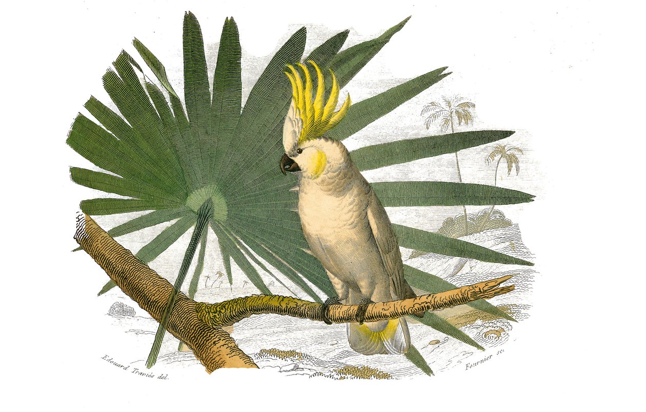 Natuurhistorische plaat: Zoologische plaat die klimmers voorstelt. De kaketoe heeft een gele kuif. Plaat getekend uit de negen delen over vogels in 