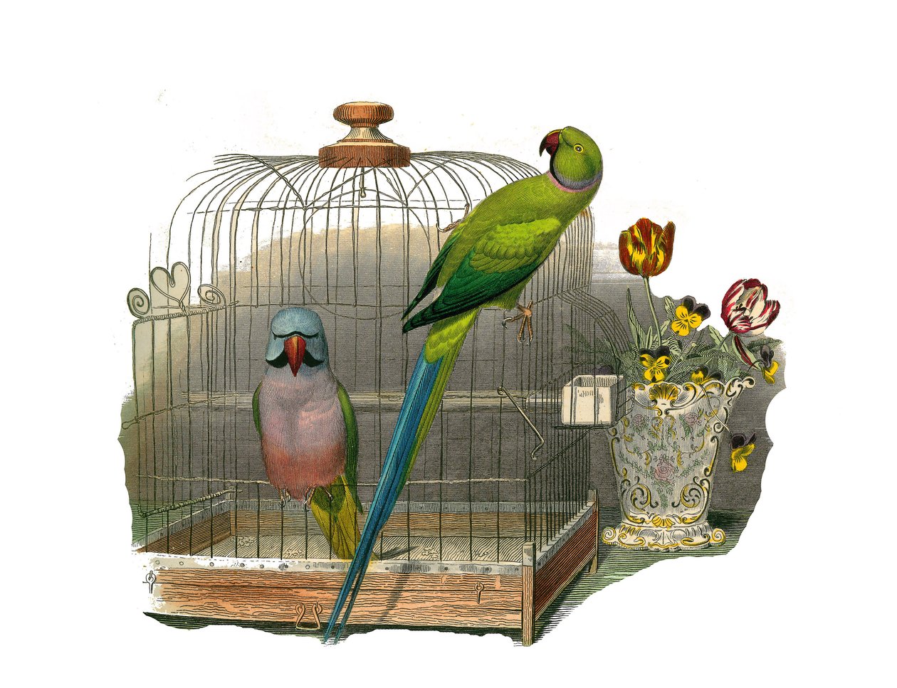 Zoologische plaat met klimmers. De parkiet heeft snorharen en de parkiet heeft een roze halsband. Illustratie uit 