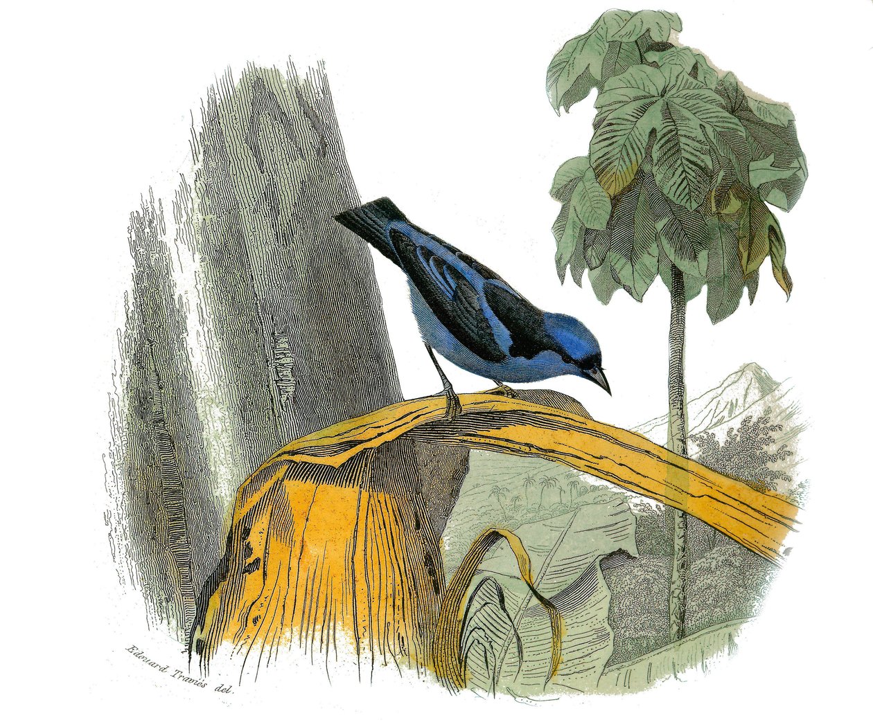 Natuurhistorische plaat: Zoologische plaat die dentirostrous zangvogels (met inkeping) voorstelt. De blauwe pitpit. Plaat getekend uit de negen delen over vogels in 