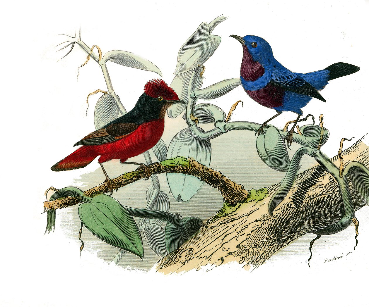 Zoologische plaat met dentirostrous zangvogels (met inkeping). De Ouette en de blauwe koord. Illustratie uit 