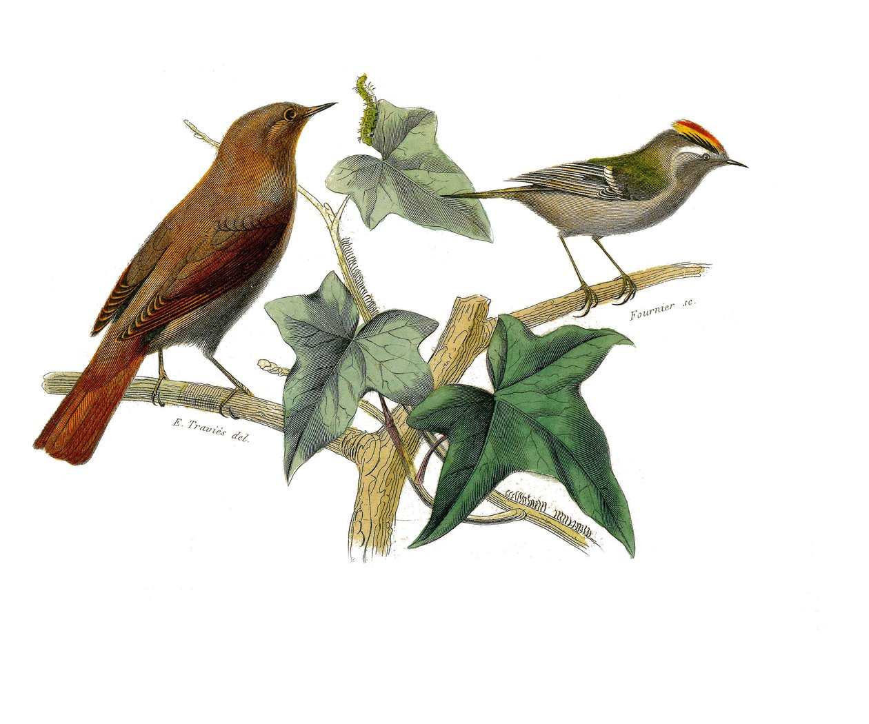 Zoologische plaat met dentirostrous zangvogels (met inkeping). De nachtegaal en de koning. Illustratie uit 