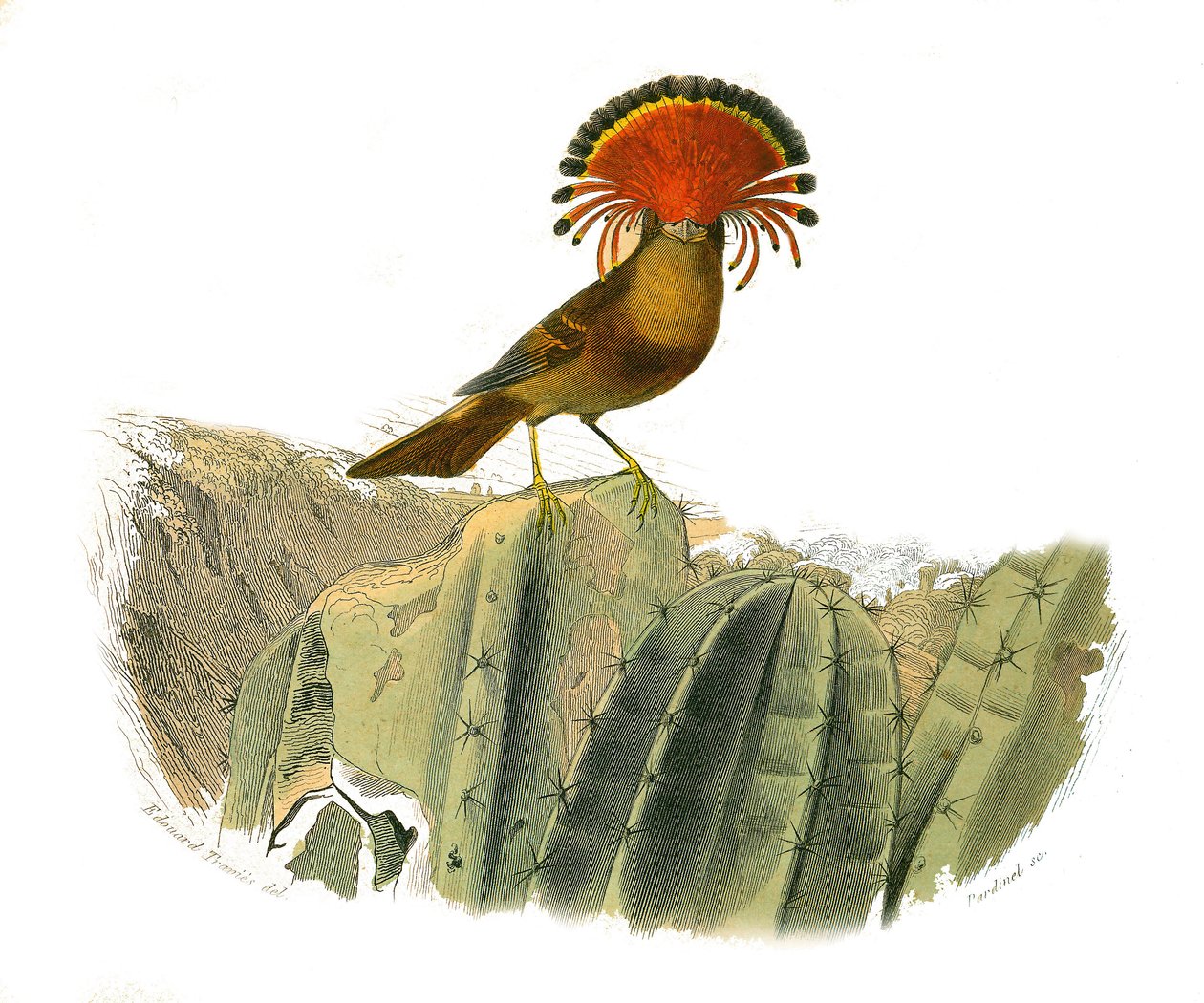 Natuurhistorische plaat: Zoologische plaat met dentirostrous zangvogels (met echancre). Koning van de vliegen. Plaat getekend uit de negen delen over vogels in “Werken compleet van Buffon” geschreven door natuuronderzoeker Georges Louis Leclerc, Graaf van  door Edouard Travies