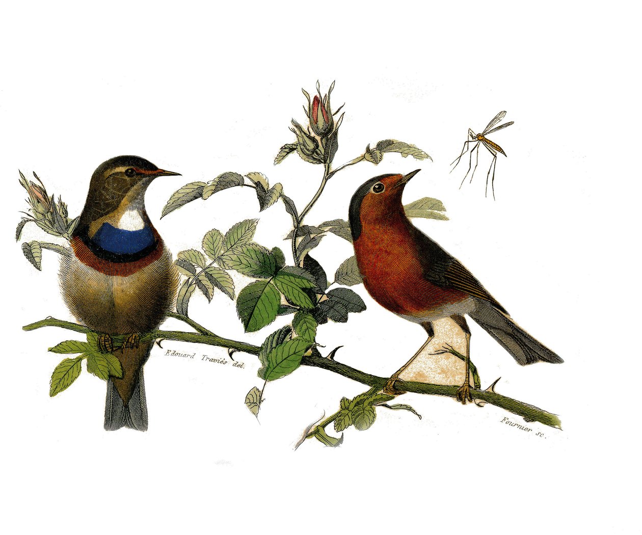 Natuurhistorische plaat: Zoologisch bord met dentirostrous zangvogels door Edouard Travies