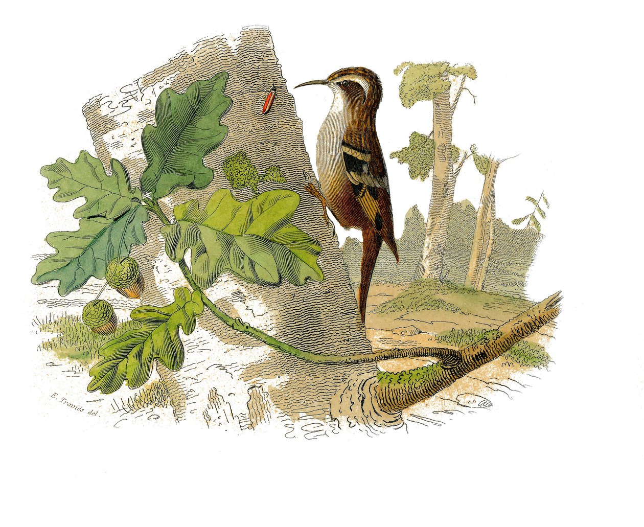 Natuurhistorische plaat: Zoologisch bord met dentirostrous zangvogels door Edouard Travies