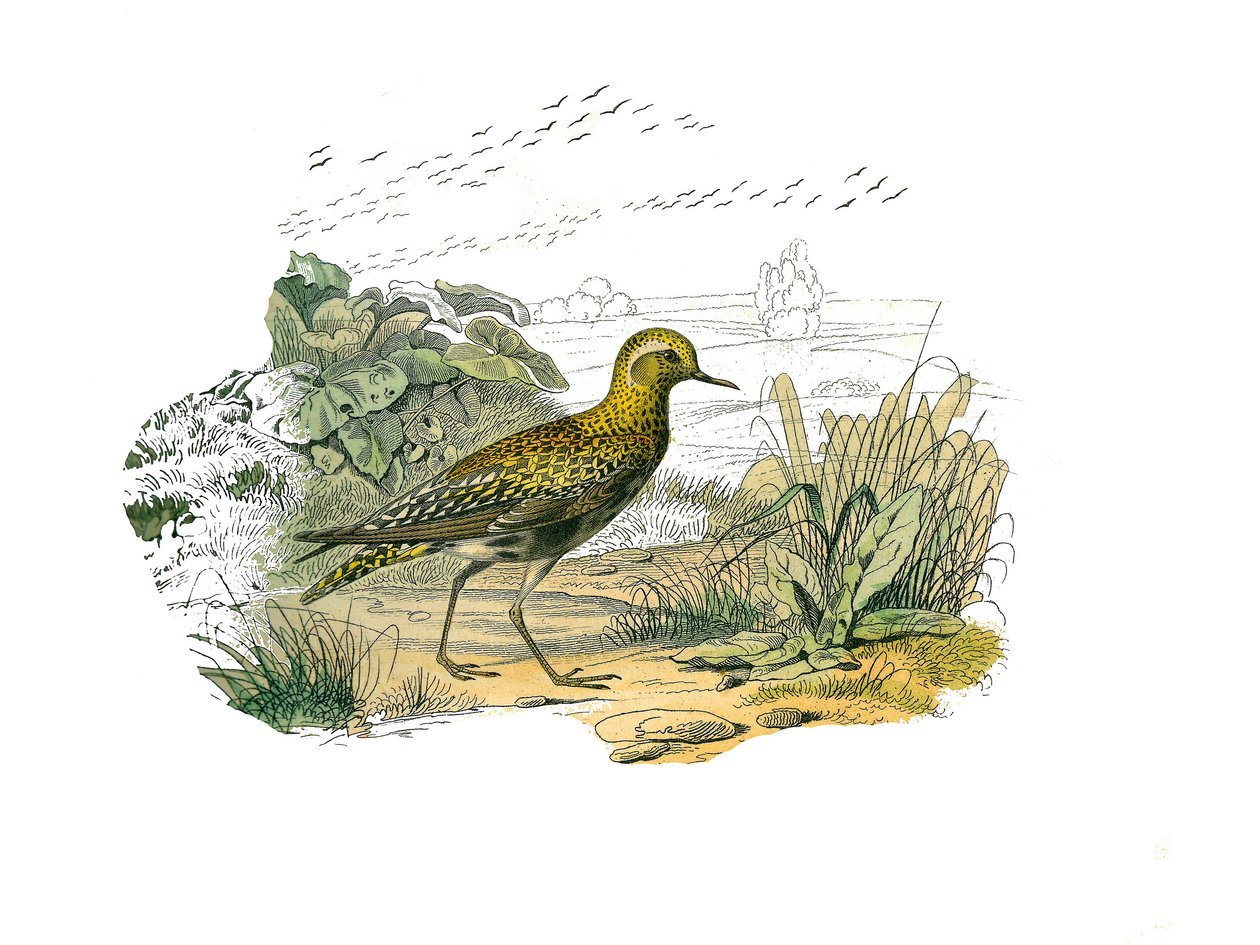 Zoologische plaat met longirostrous steltlopers (lange en slanke snavel): de Goudplevier. Illustratie uit 