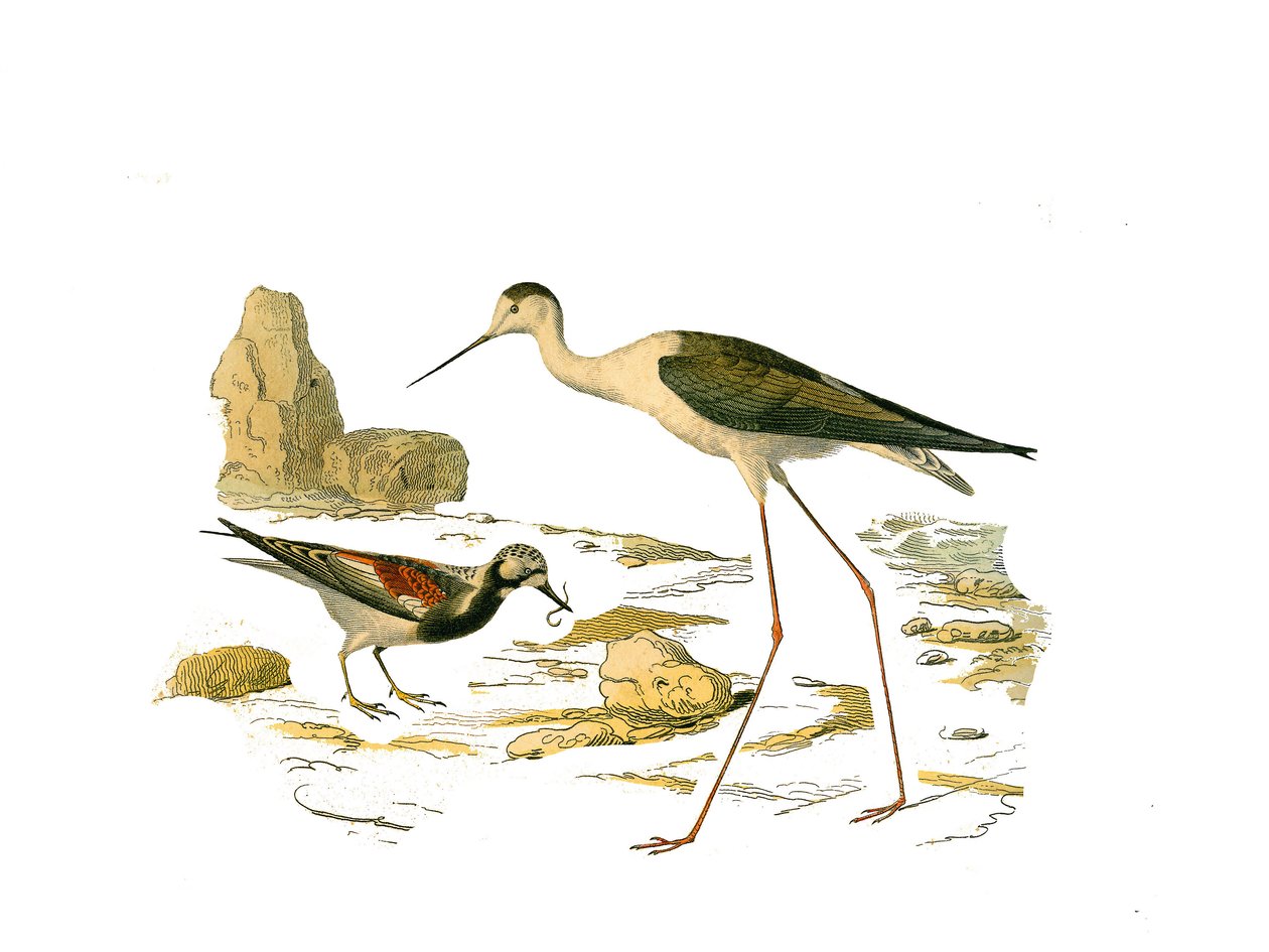 Natuurhistorische plaat: Zoologische plaat die de langbekkige steltlopers voorstelt: de steenloper en de scholekster. Plaat getekend uit de negen delen over vogels in 