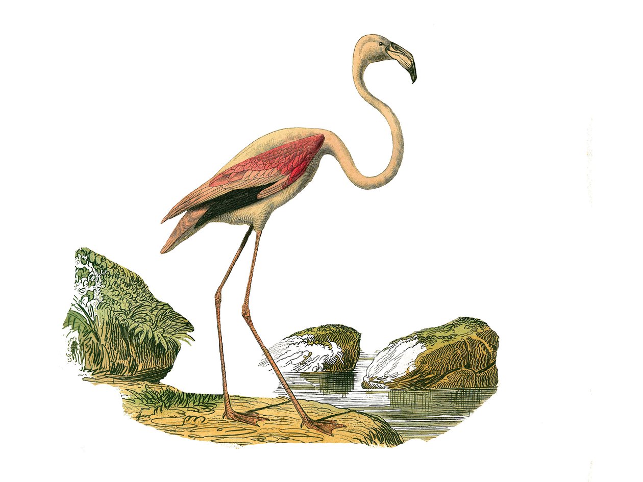 Zoologische plaat met longirostrous steltlopers (met lange en slanke snavel): de roze flamingo. Illustratie uit 