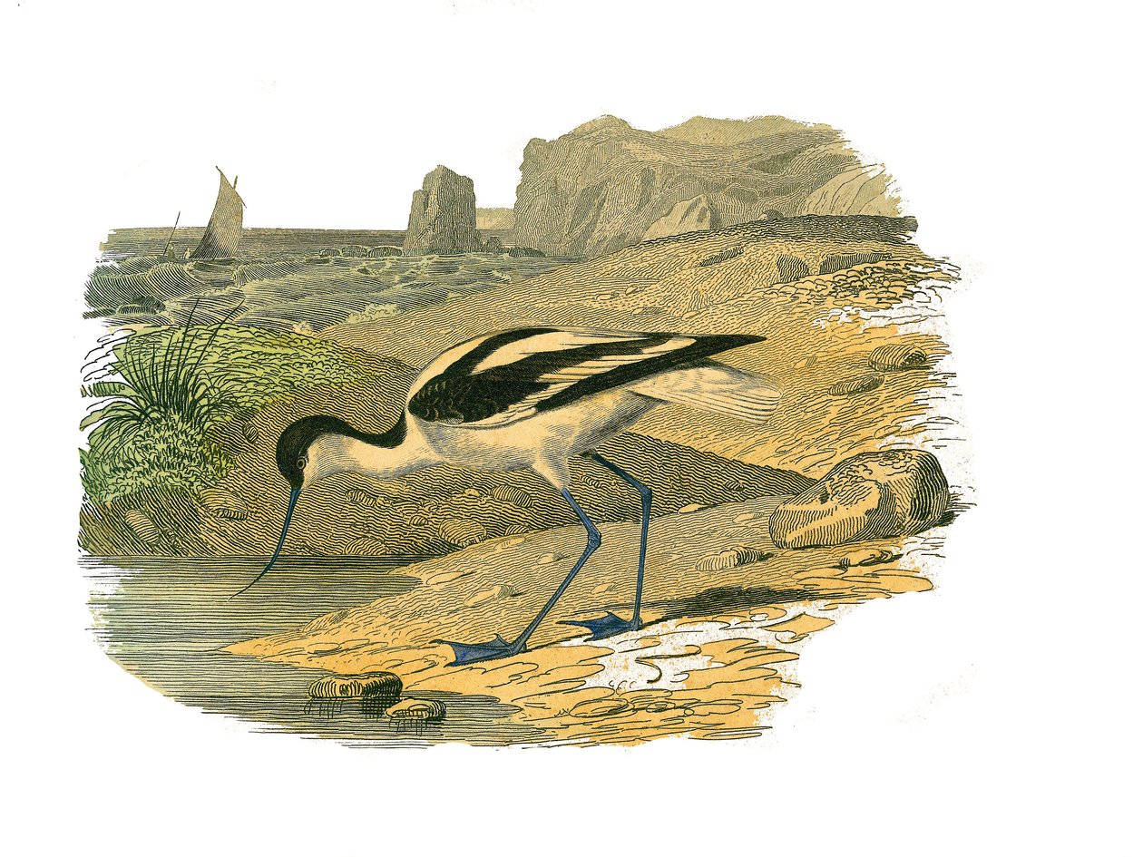 Natuurhistorische plaat: Zoölogische plaat die steltlopers met lange snavels toont door Edouard Travies