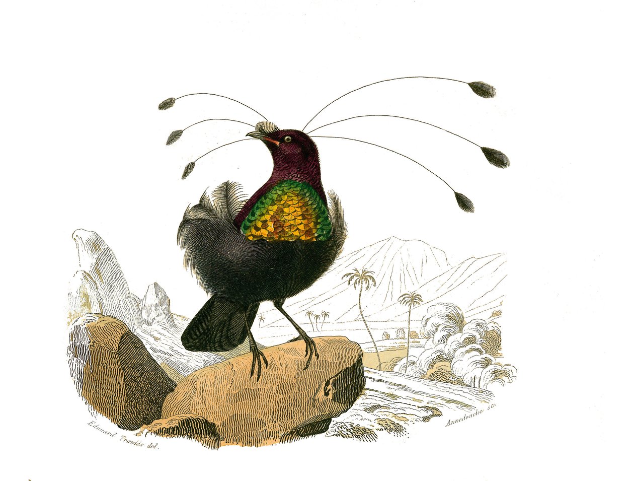 Natuurlijke Historie Plaat: Zoologische plaat met conirostrous zangvogels (kegelvormige snavel). De sifilet. Plaat uit de negen delen over vogels in 