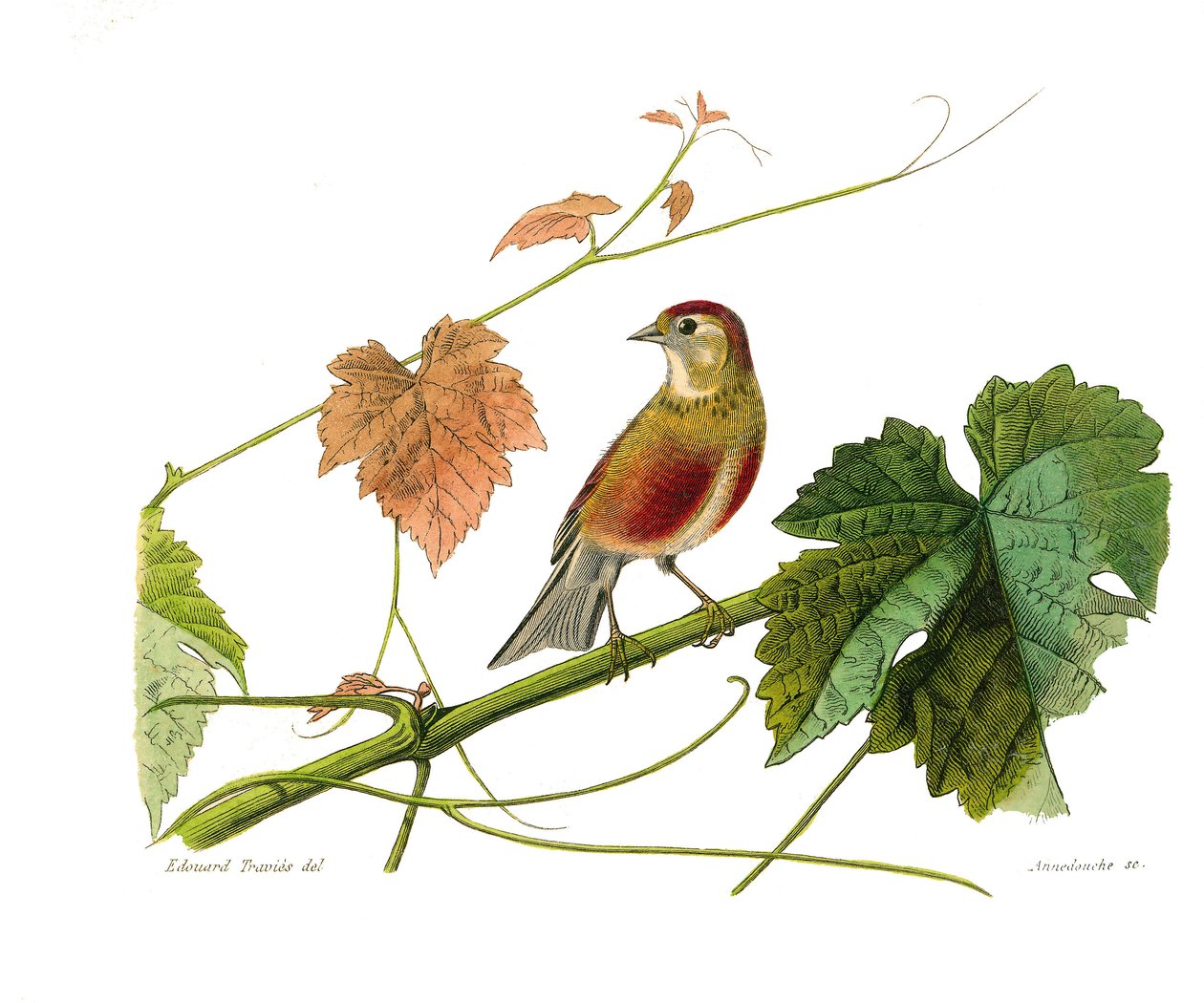 Natuurhistorische plaat: Zoologische plaat die conirostrous zangvogels (kegelvormige snavel) voorstelt. De linotte. Plaat getekend uit de negen delen over vogels in 