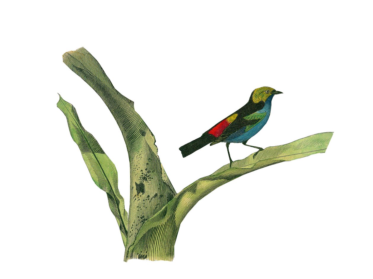Natuurhistorische plaat: Zoologische plaat die conirostrous zangvogels (kegelvormige snavel) voorstelt. Plaat getekend uit de negen delen over vogels in 