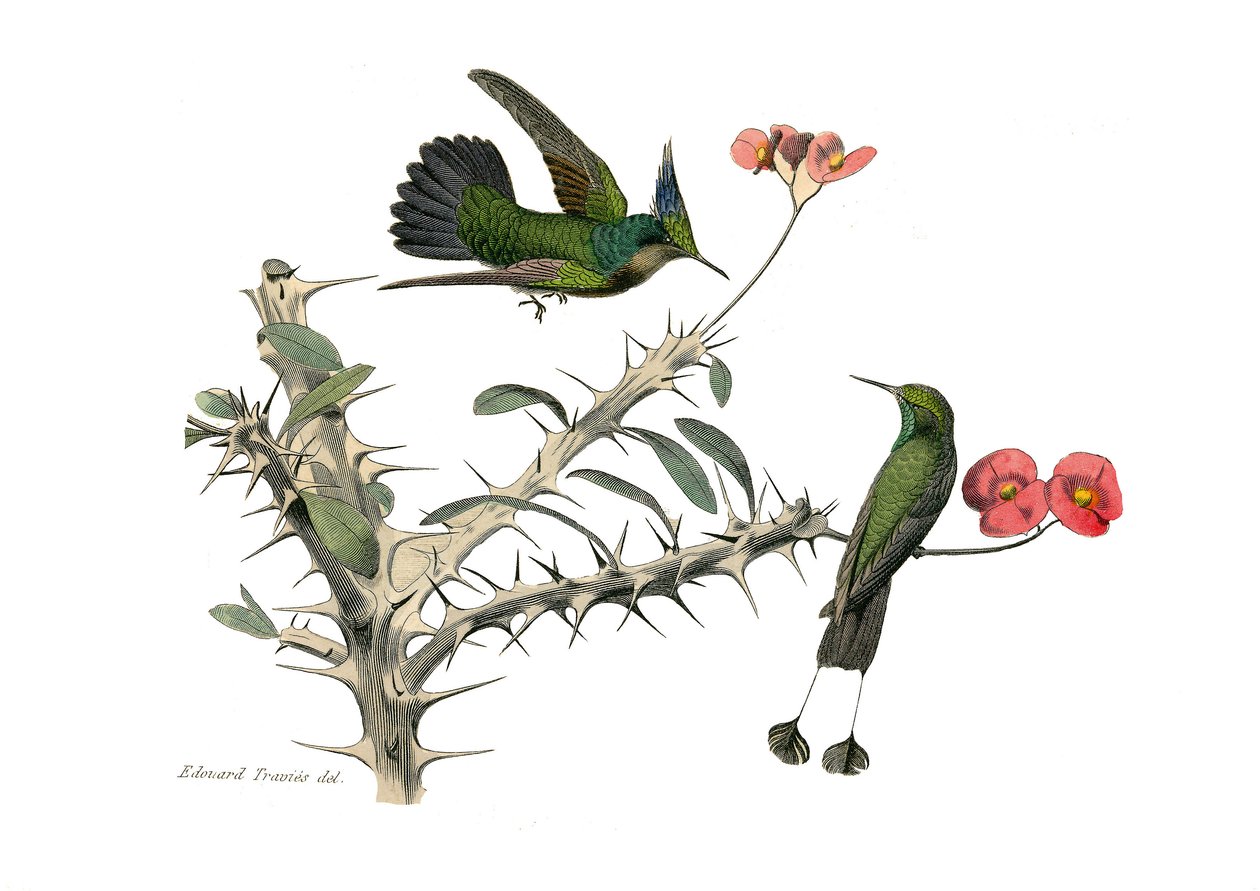 Zoologische plaat met conirostrous zangvogels (kegelvormige snavel). De hopoly vlieg vogel en de sneeuwschoen vlieg vogel. Illustratie uit 