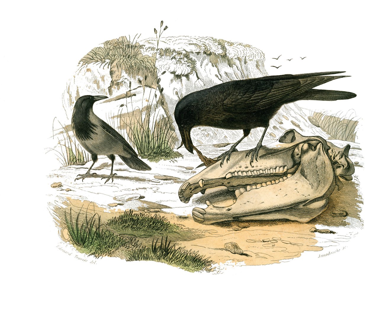 Natuurhistorisch bord: Zoologisch bord met conirostrische zangvogels (kegelvormige snavel). De raaf. Plaat uit de negen delen over vogels in 