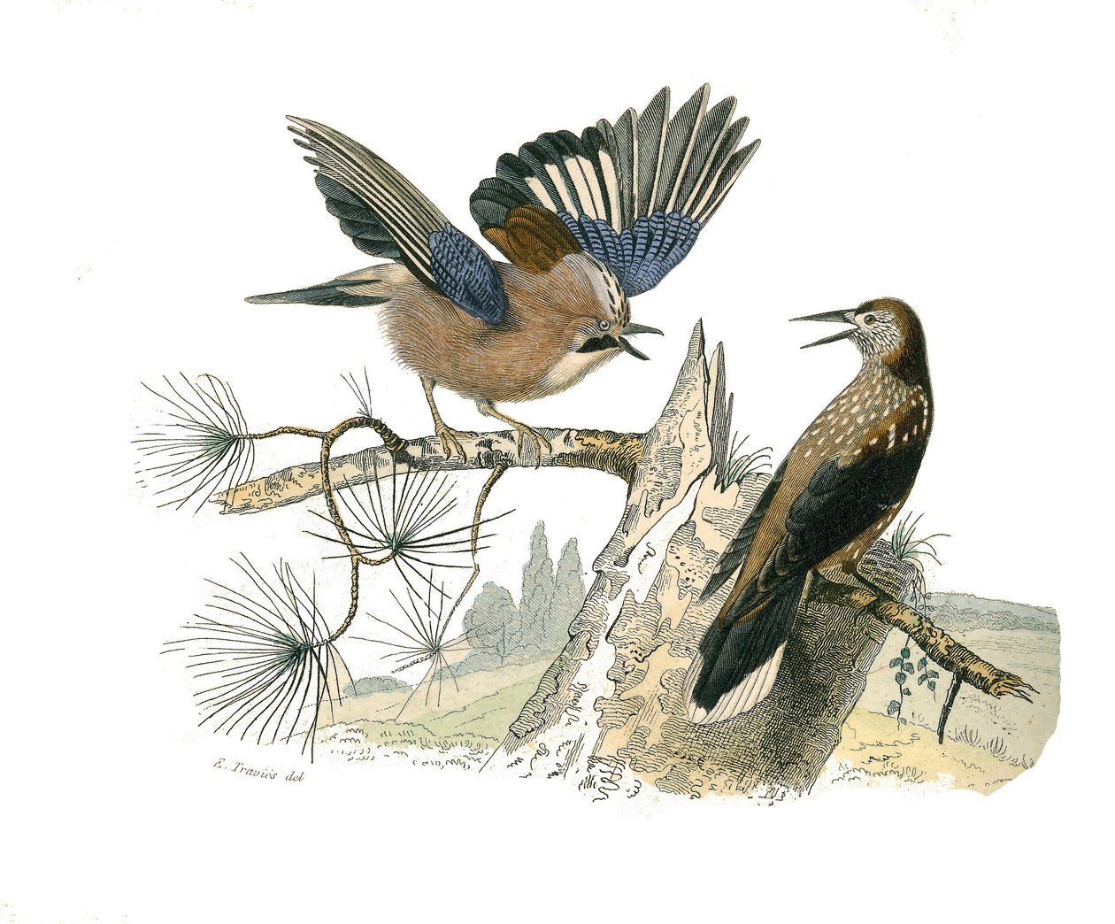 Natuurhistorische plaat: Zoölogische plaat die conirostrous zangvogels (kegelvormige snavel) voorstelt. Gaai en notenkraker. Plaat getekend uit de negen delen over vogels in 