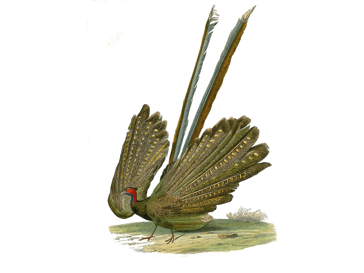 Natuurhistorische plaat: Zoologische plaat die hoendervogels voorstelt: argus. Plaat getekend uit de negen delen over vogels in 