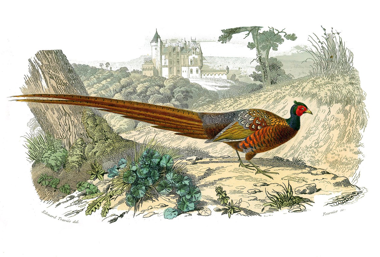 Zoologische plaat met hoendervogels: fazant. Illustratie uit 