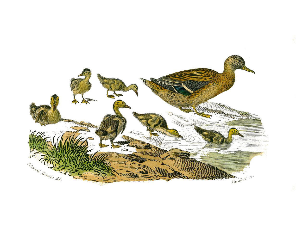 Natuurhistorische plaat: Zoologische plaat die lamellibekkige watervogels voorstelt. De vrouwtjeseend en haar jong. Plaat getekend uit de negen delen over vogels in 