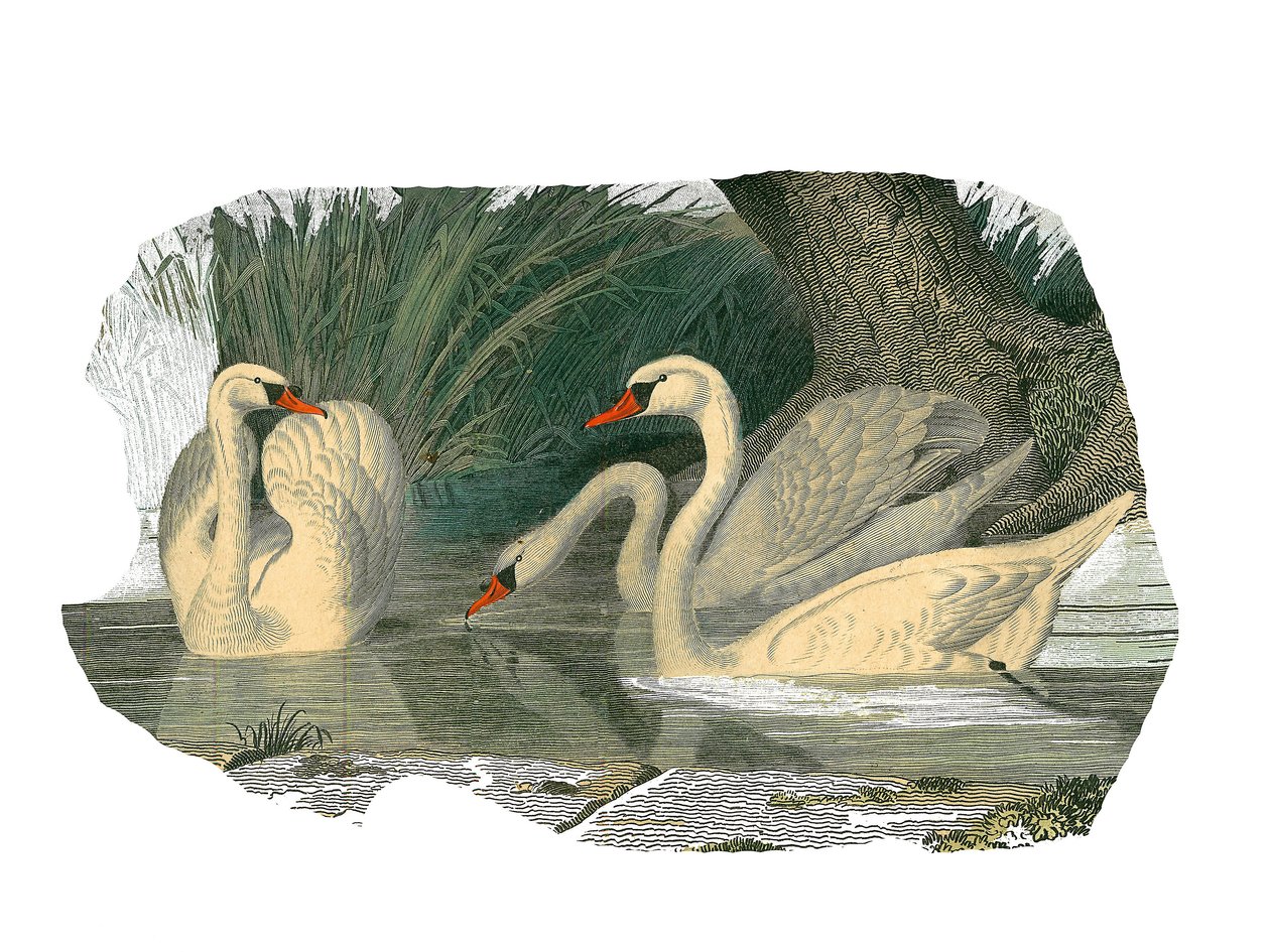 Natuurhistorisch bord: Zoologisch bord met lamellirostrale watervogels door Edouard Travies