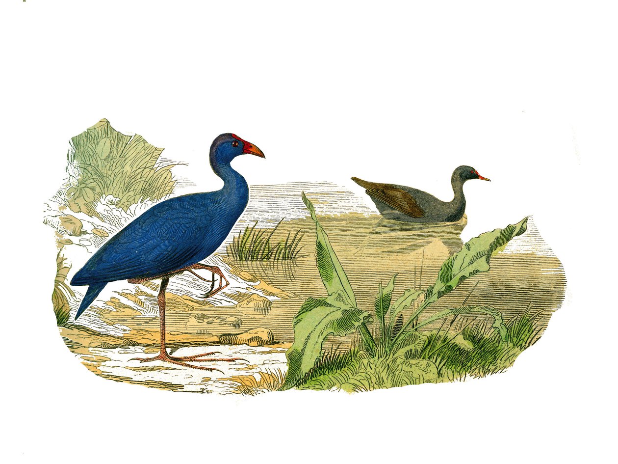 Natuurlijke geschiedenis bord: Zoologisch bord met longirostrous schaduw (lange en slanke snavel): de sultanshoen en de waterhoen. Plaat uit de negen delen over vogels in 
