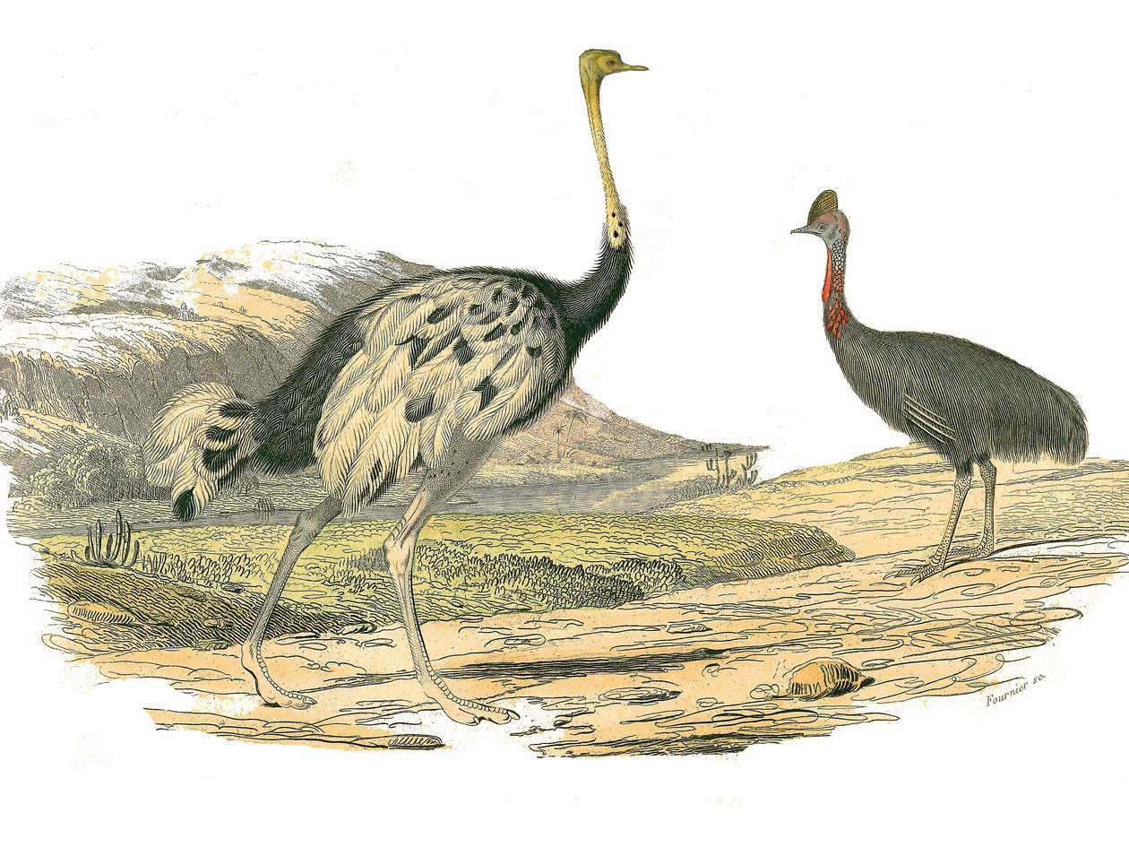 Natuurhistorische plaat: Zoologische plaat die steltlopers voorstelt: struisvogel en kasuaris. Plaat getekend uit de negen delen over vogels in 