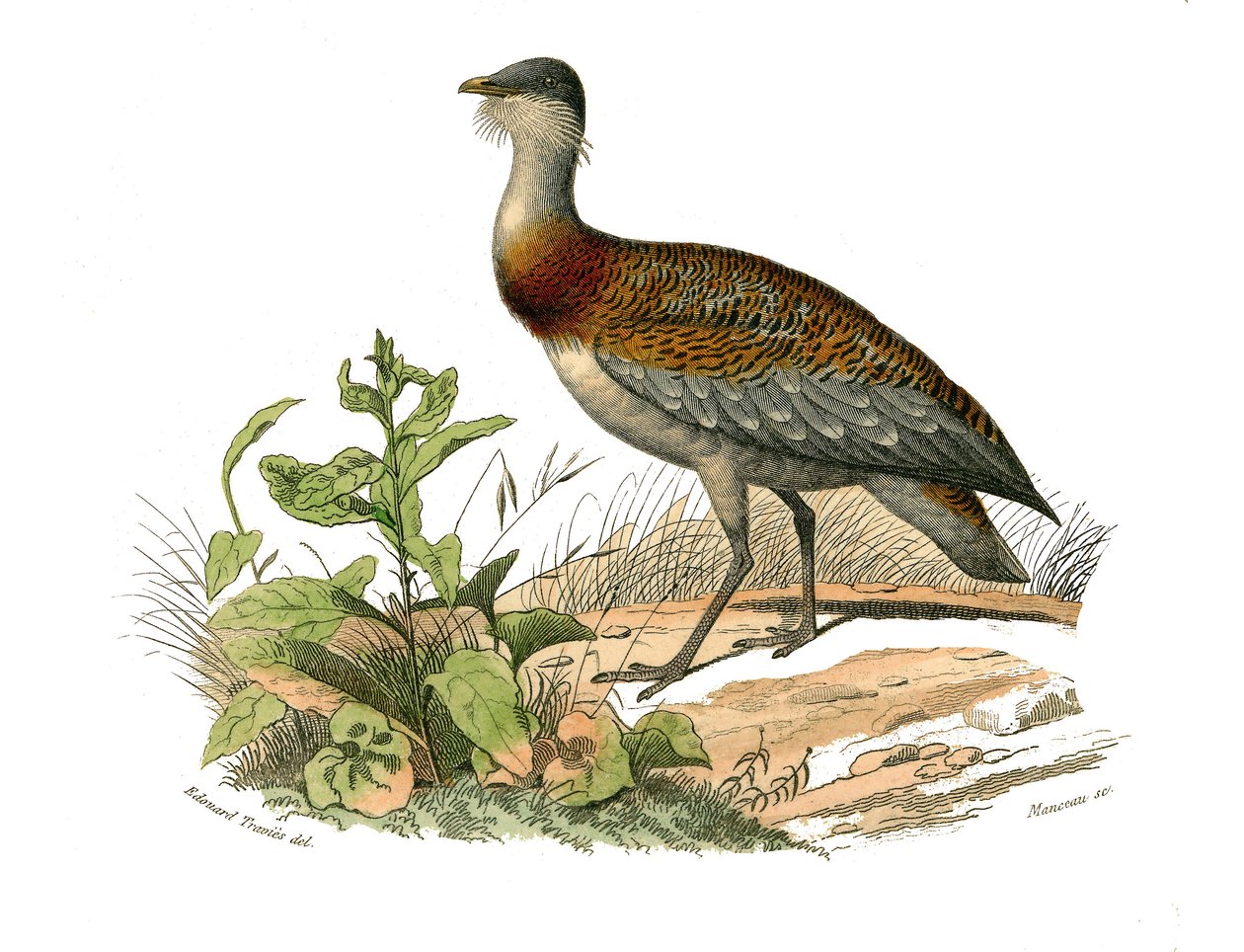 Natuurhistorische plaat: Zoologische plaat die steltlopers voorstelt: de trap. Plaat getekend uit de negen delen over vogels in 