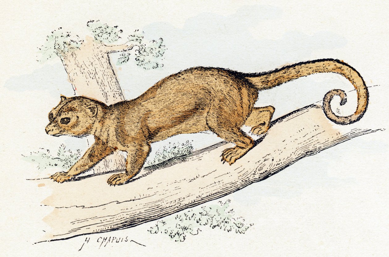 Quincajou (of Wolverine of Kinkajou) - 