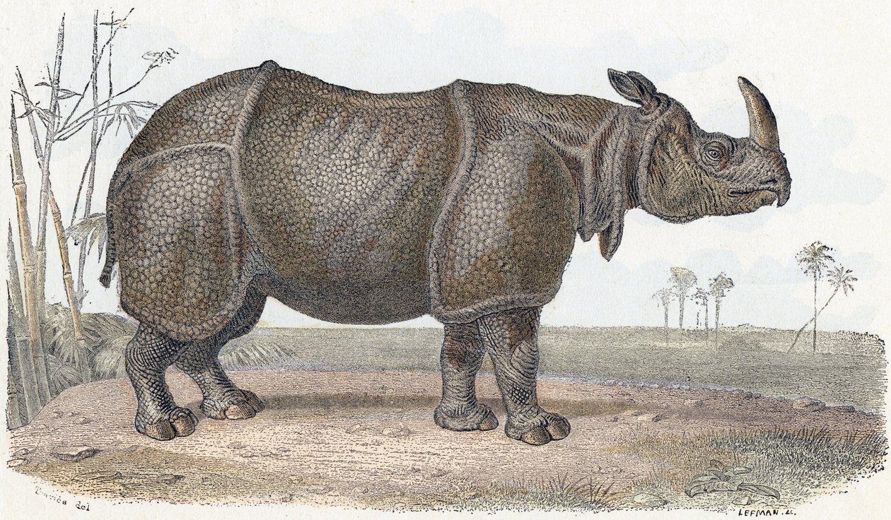 Neushoorn - 