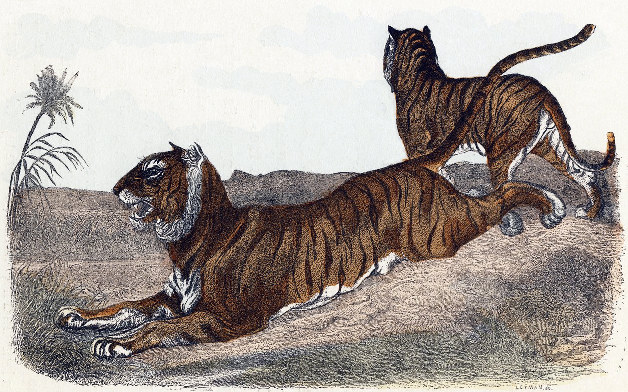 Tijgers - "Alphabet illustreert dieren" 19e eeuw (gravure) door Edouard Travies
