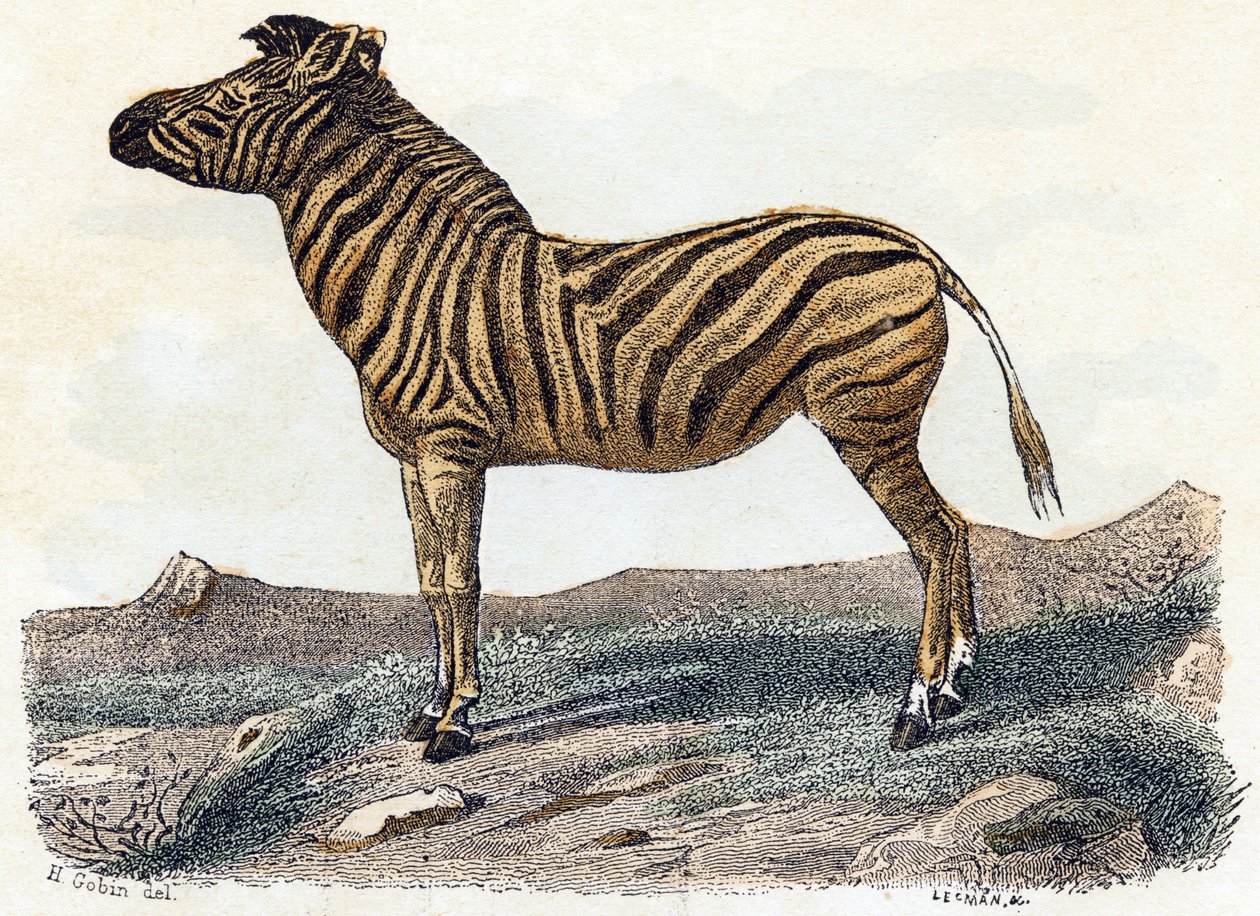 Zebra - 