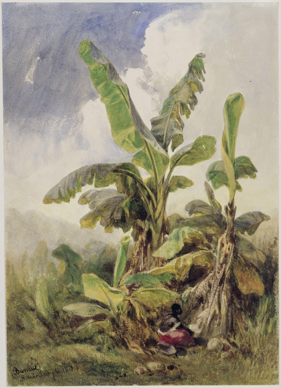 Bananenstruikgewas. Penha door Eduard Hildebrandt