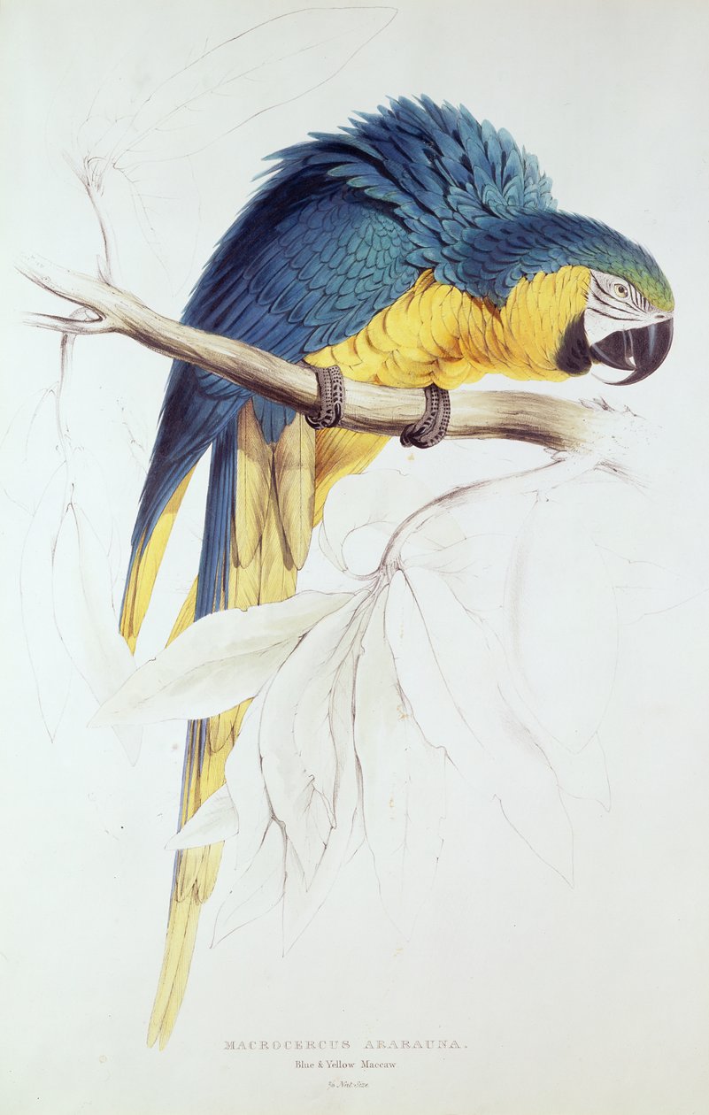 Blauwe en gele ara (kleurgravure) door Edward Lear