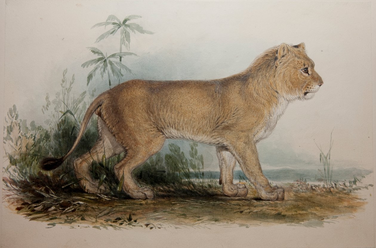 Manenloze leeuw van Guzerat, 1835 door Edward Lear