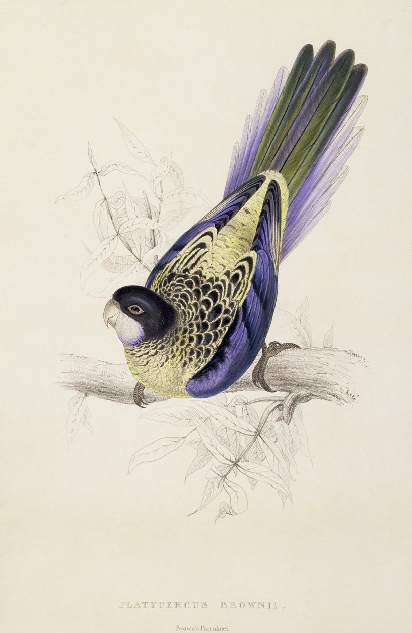 Platycercus Brownii, of Brown