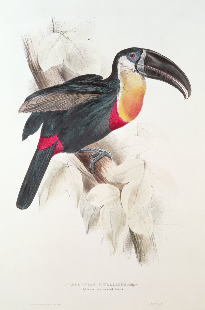 Zwavel- en witborsttoekan, 19e eeuw door Edward Lear