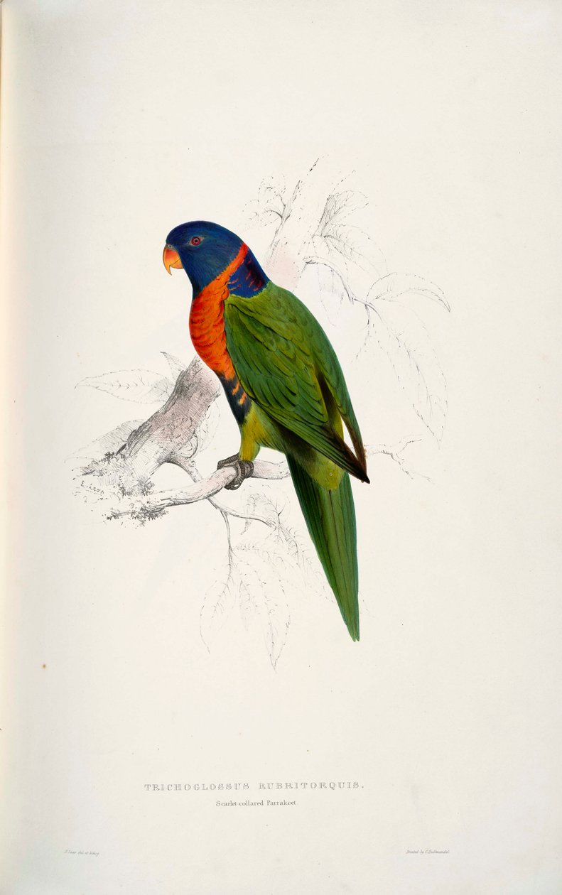 Trichoglossus rubritorquis Scarlet door Edward Lear