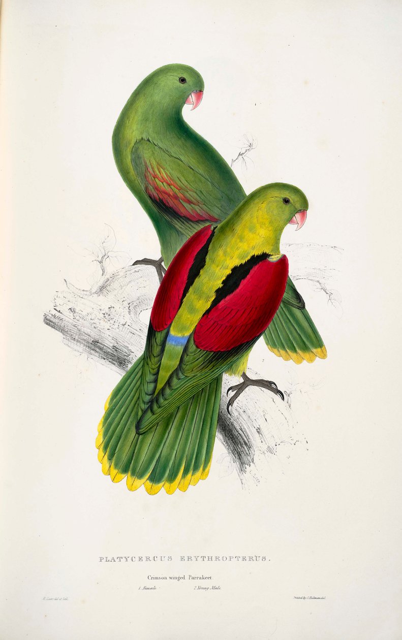 Twee roodvleugel papegaaien door Edward Lear