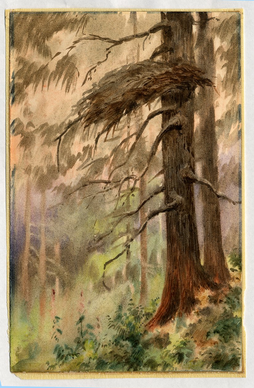 Havikennest door Edward Adrian Wilson