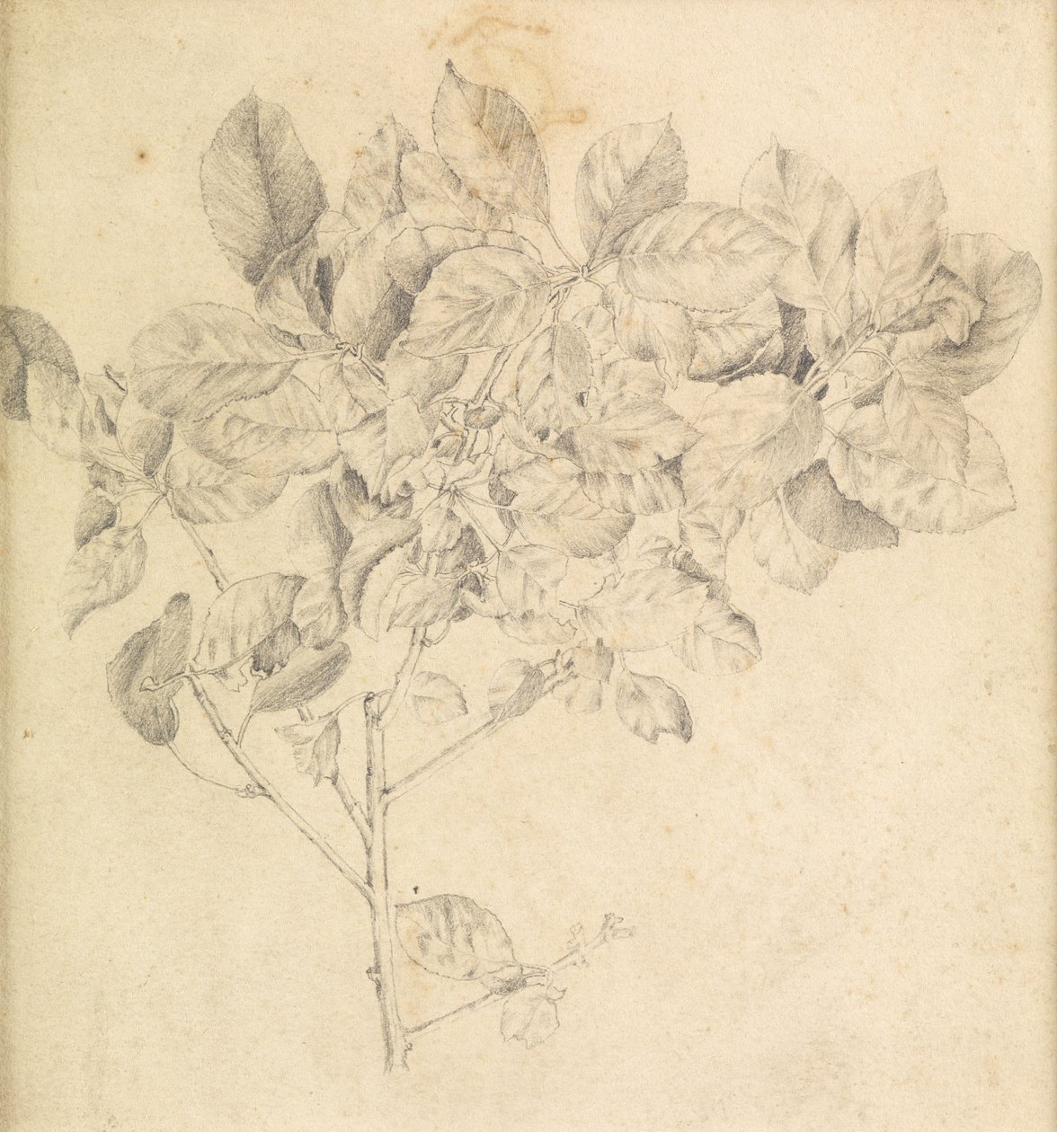 Studie voor appelboomgaard door Edward Burne Jones