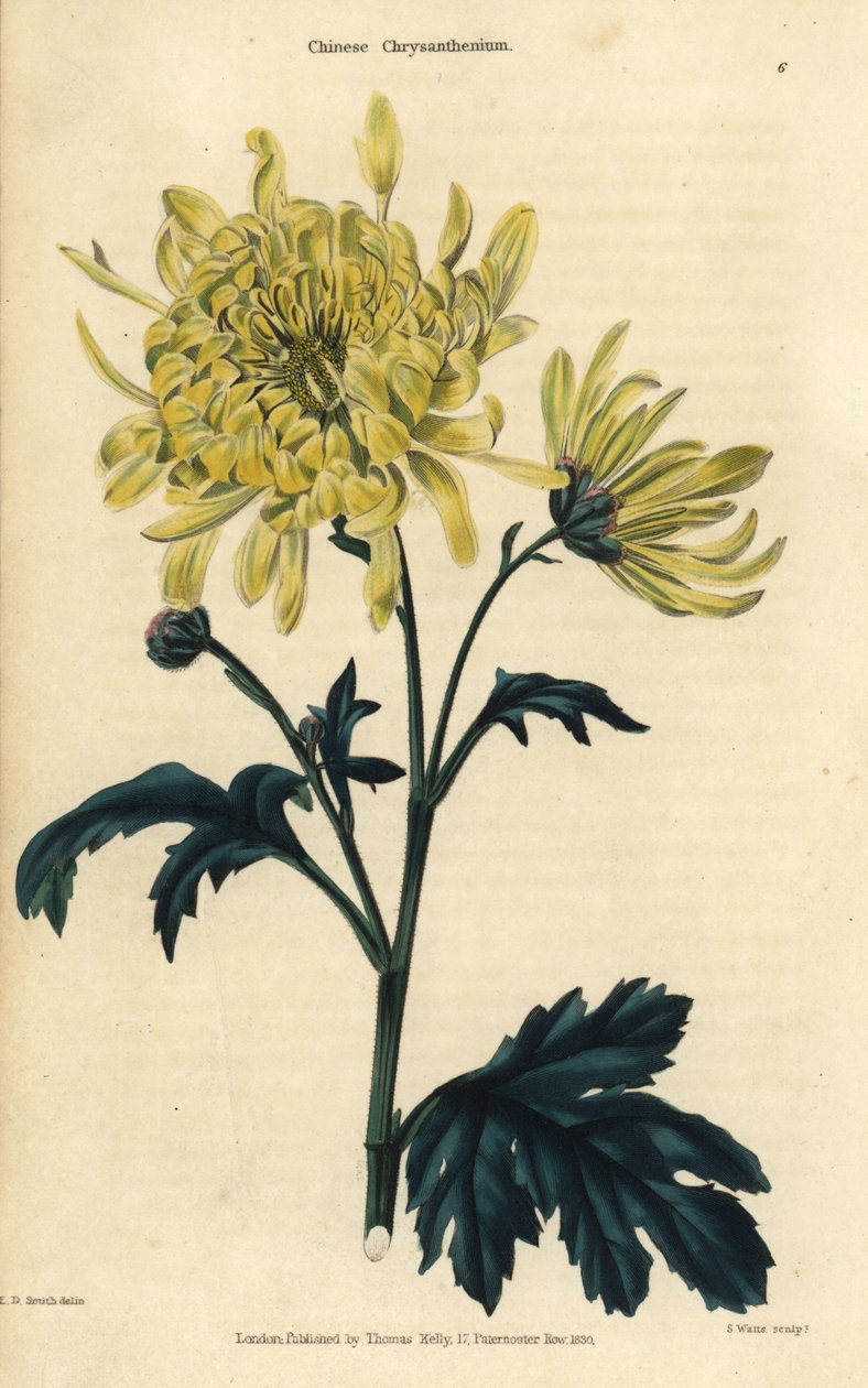Geelbloemige Chinese chrysant door Edward Dalton Smith