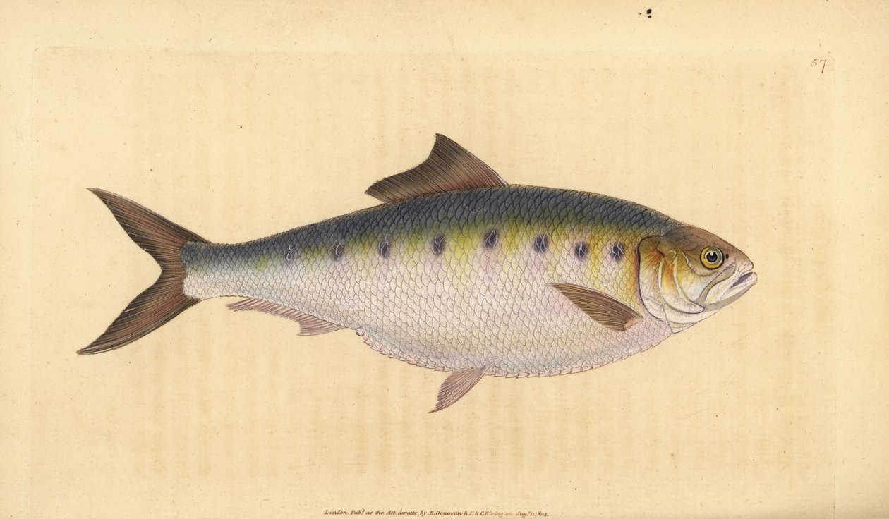 Elft, Alosa alosa (Elft, Clupea alosa). Handgekleurde koperplaat getekend en gegraveerd door Edward Donovan uit zijn Natural History of British Fishes, Donovan en F.C. en J. Rivington, Londen door Edward Donovan