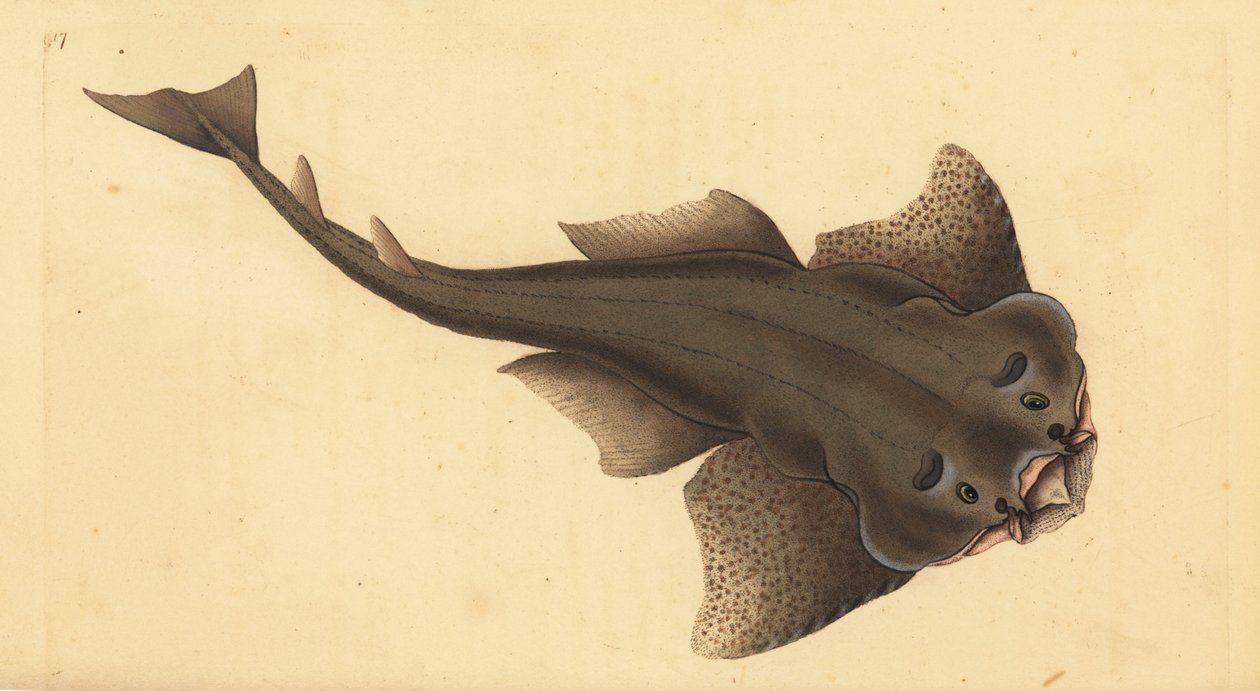Engelhaai, Squatina squatina. Kritiek bedreigd. (Engel haai, Squallus squatinus). Handgekleurde koperplaat getekend en gegraveerd door Edward Donovan uit zijn Natural History of British Fishes, Donovan en F.C. en J. Rivington, Londen door Edward Donovan