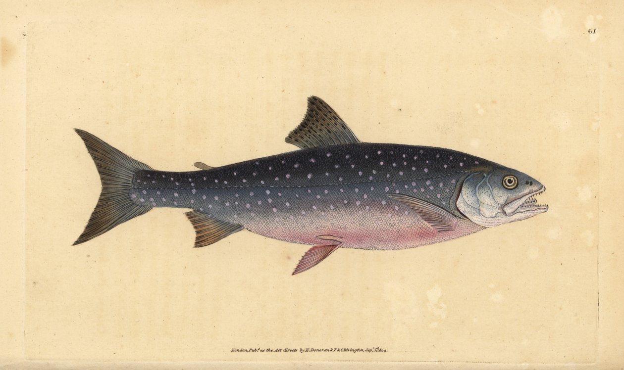 Arctische zalmforel, Salvelinus alpinus alpinus door Edward Donovan